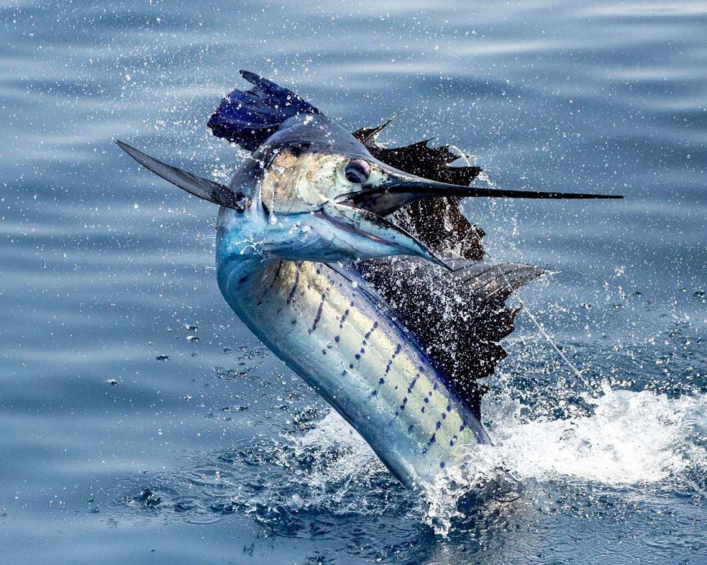 The fastest animals in the world - sailfish