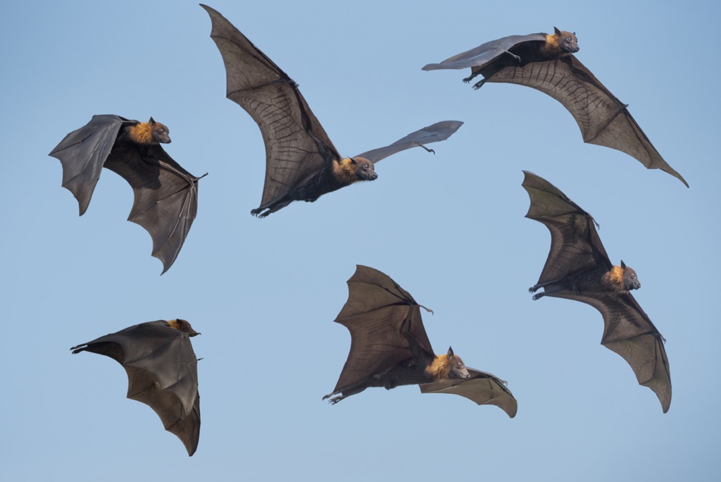 The fastest animals in the world - the Brazilian free-tailed bat