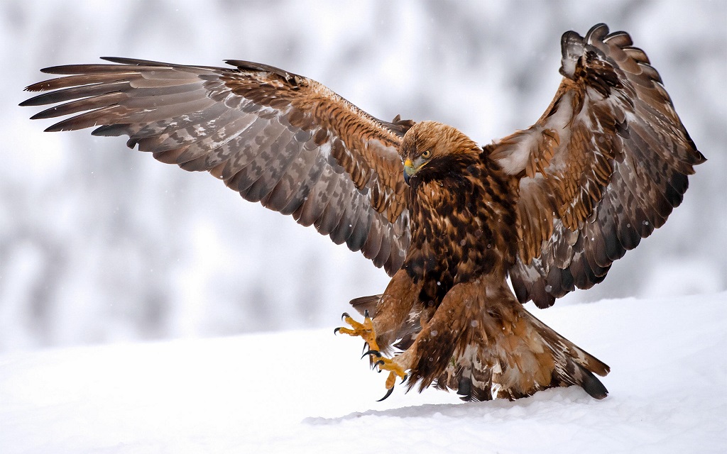 The fastest animals in the world - the golden eagle