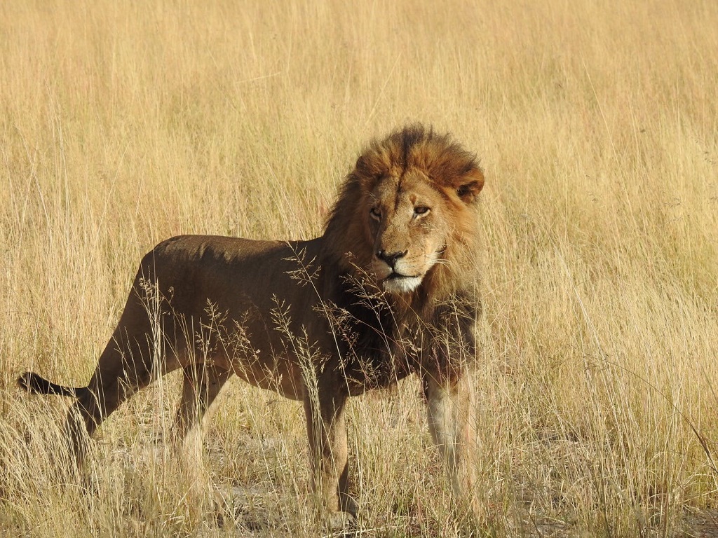 The fastest animals in the world - the lion