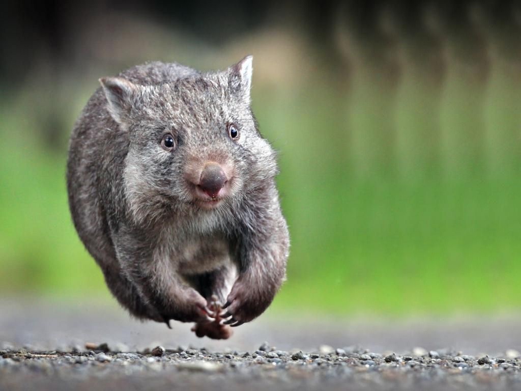 The fastest animals in the world - wombats