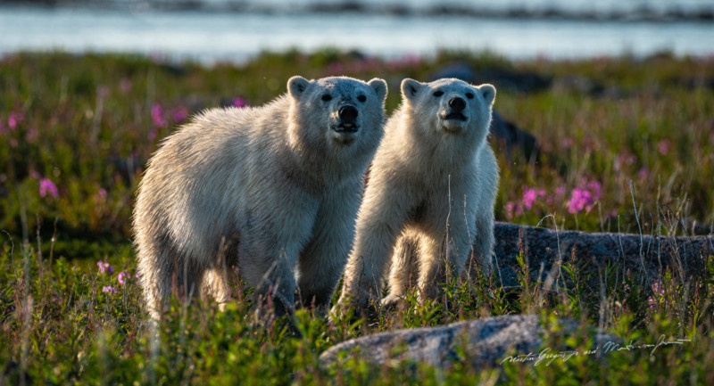 The intimate life of polar bears