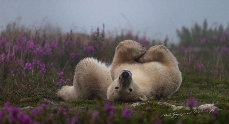 The intimate life of polar bears