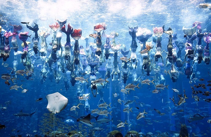 The largest underwater display of perimarines / Guinness record