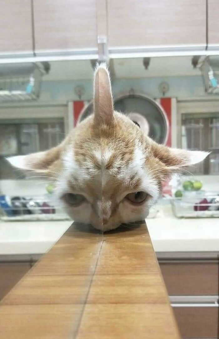 The reflection of the cat's head on the microwave