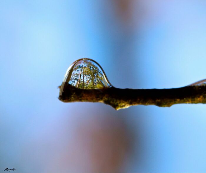 The reflection of the trees on the drop of water