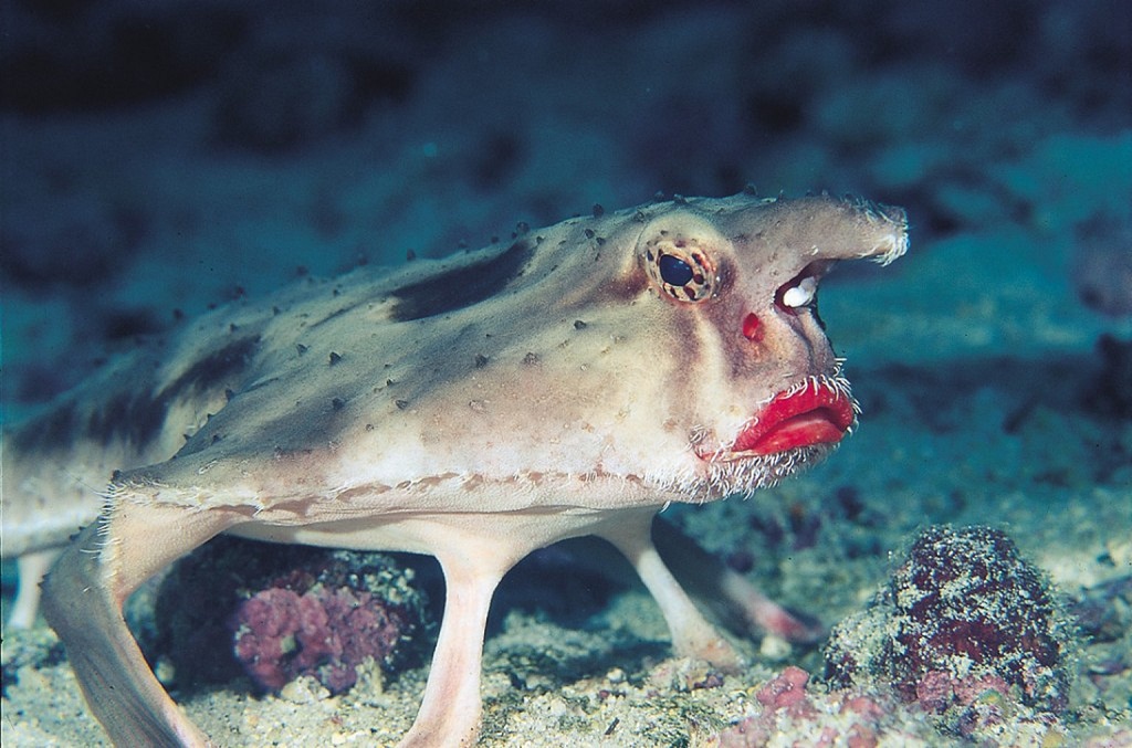 The ugliest creatures on earth