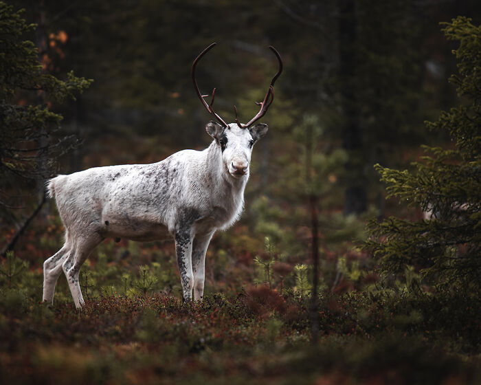 The wild and untouched nature of Finland