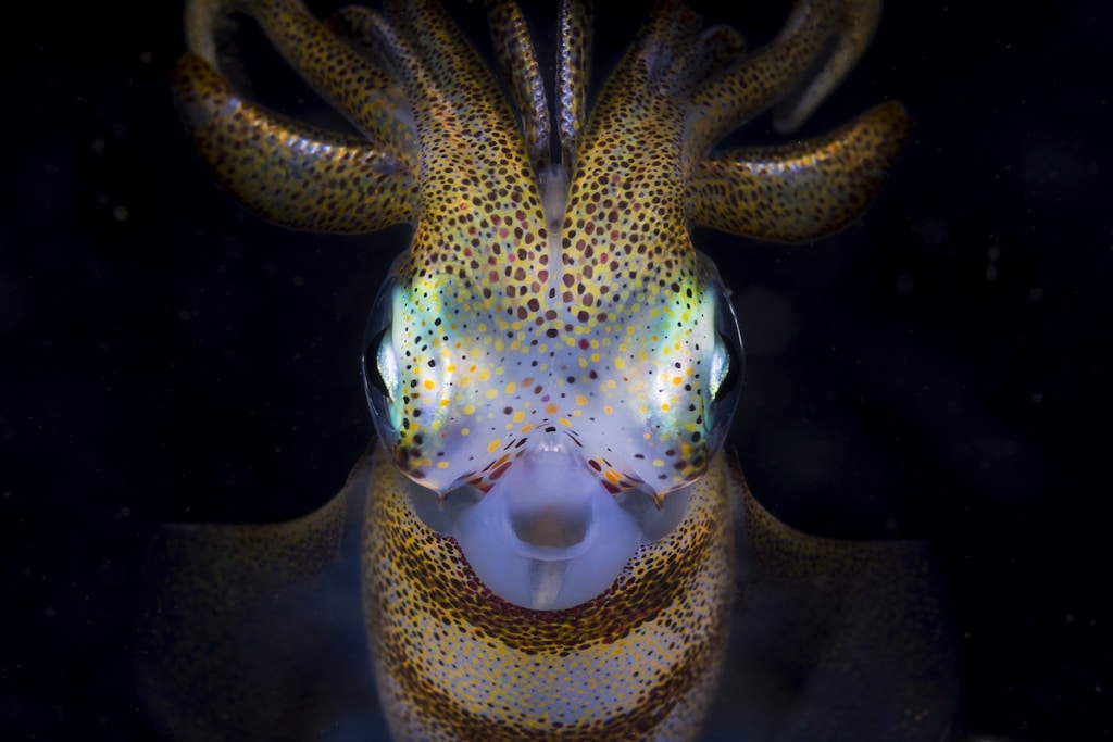 The winners of the 2022 ocean photography contest