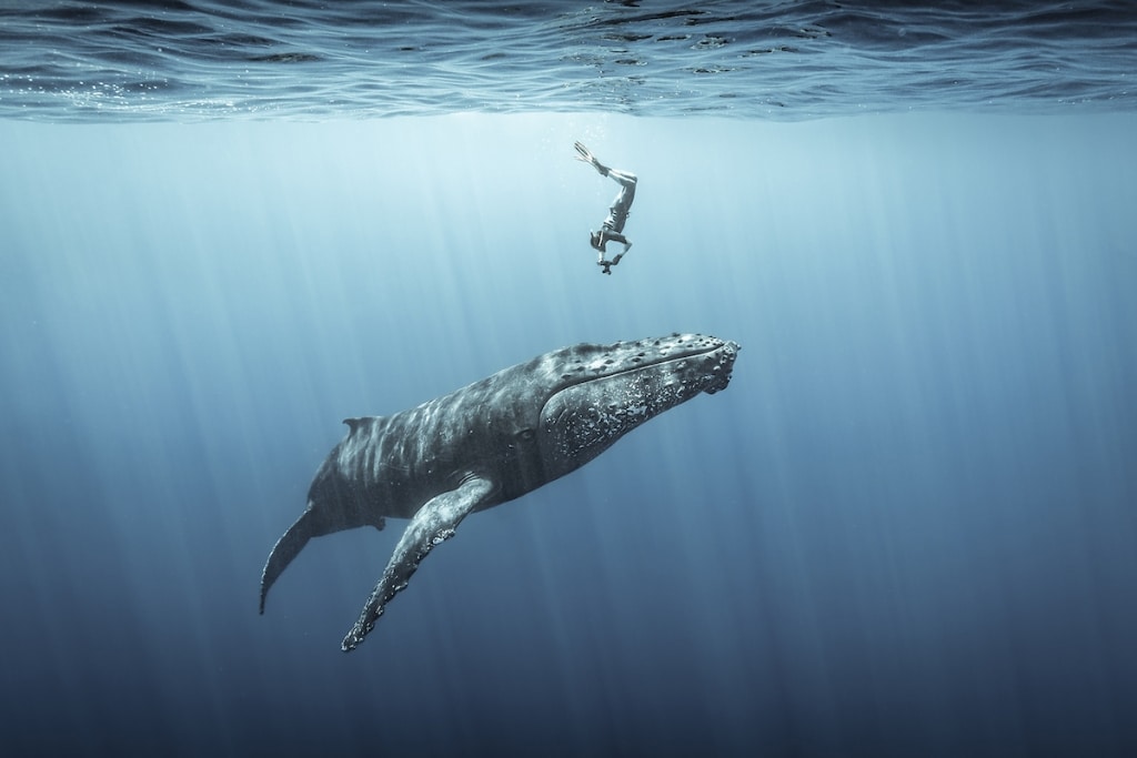 The winners of the 2022 ocean photography contest