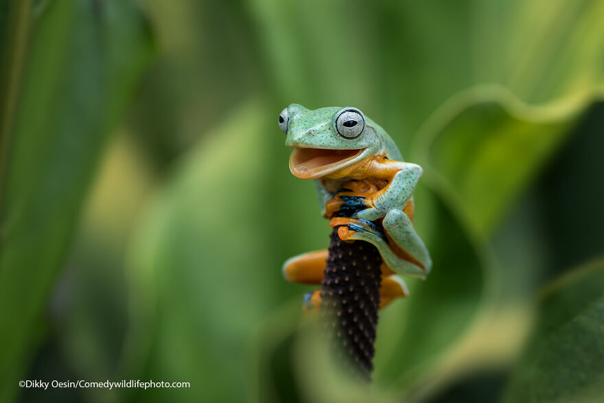 The winners of the wildlife comedy photography contest 2021