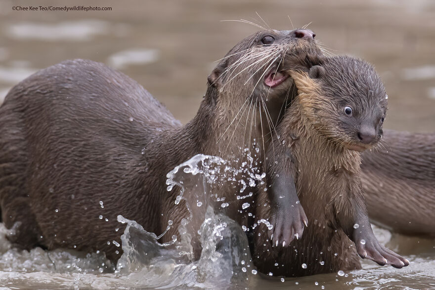 The winners of the wildlife comedy photography contest 2021