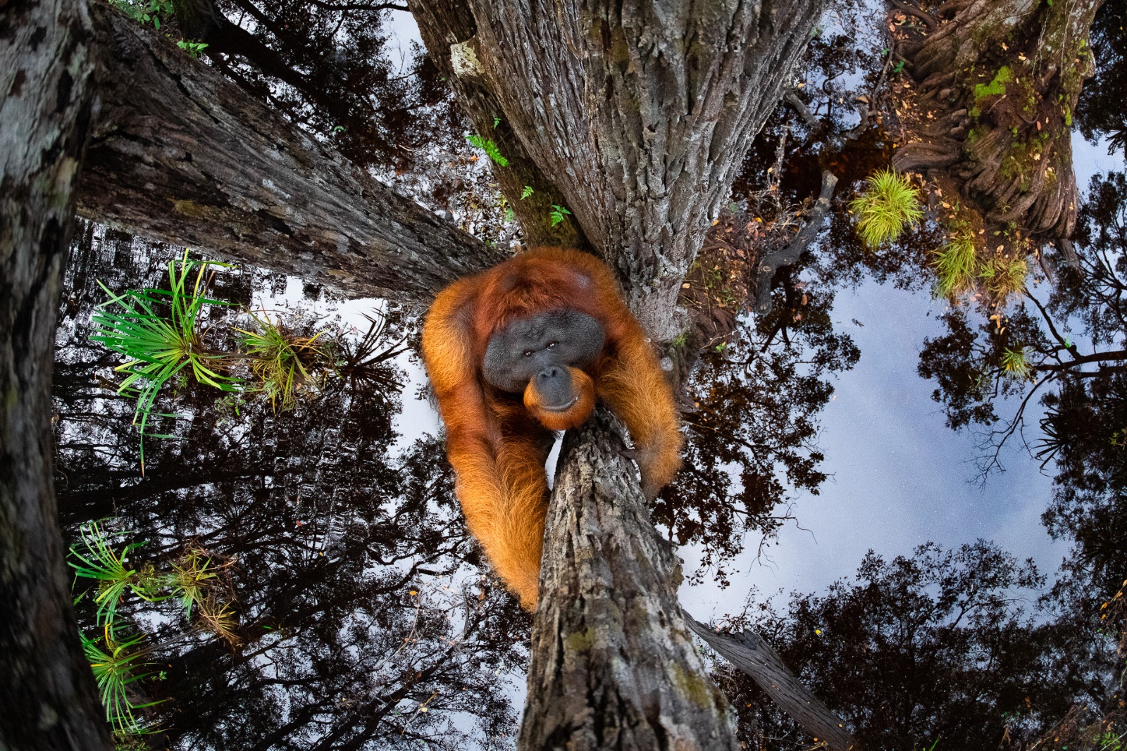The world turns upside down / Thomas Vijayan / Winners of the Nature TTL photography contest