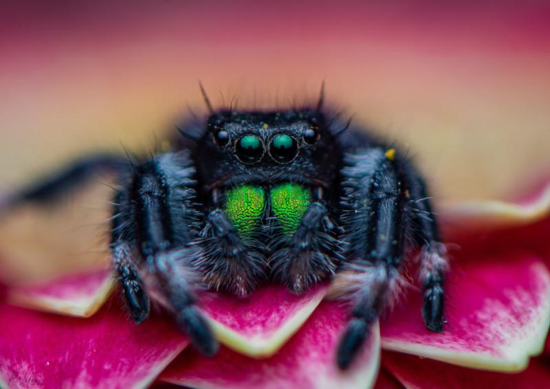 Top photos from the Macro Life Challenge