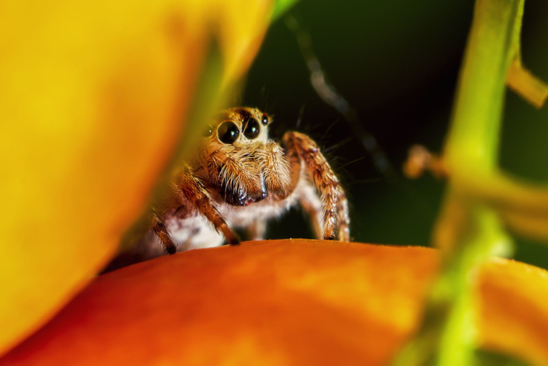 Top photos from the Macro Life Challenge