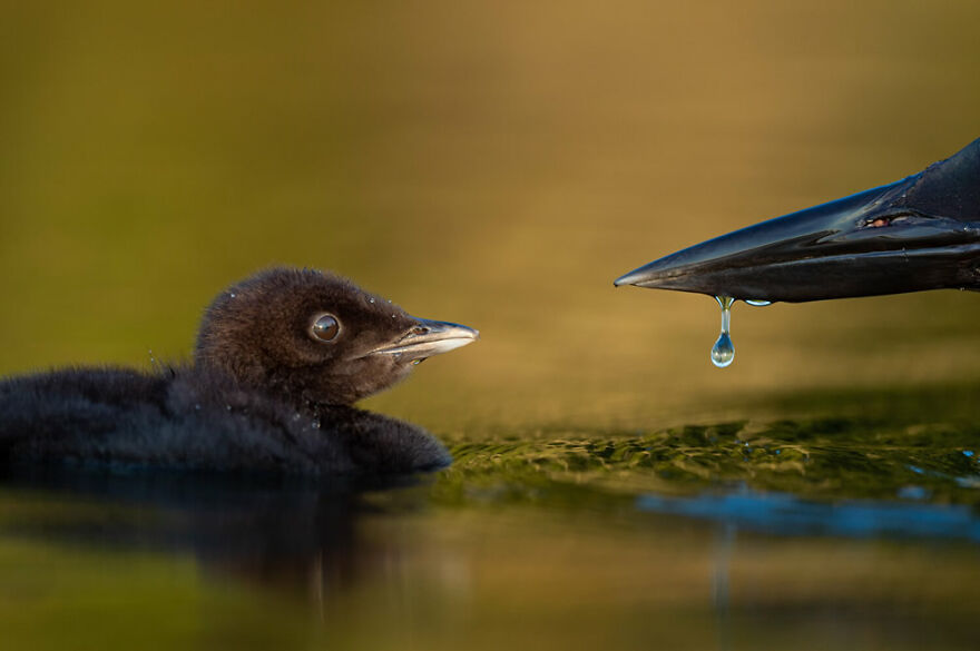 Winners of the 2021 Birds of the Year photographer competition