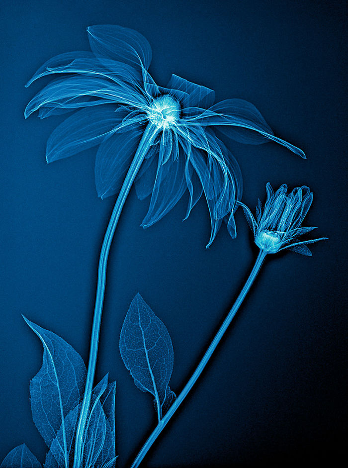 X-ray images of flowers