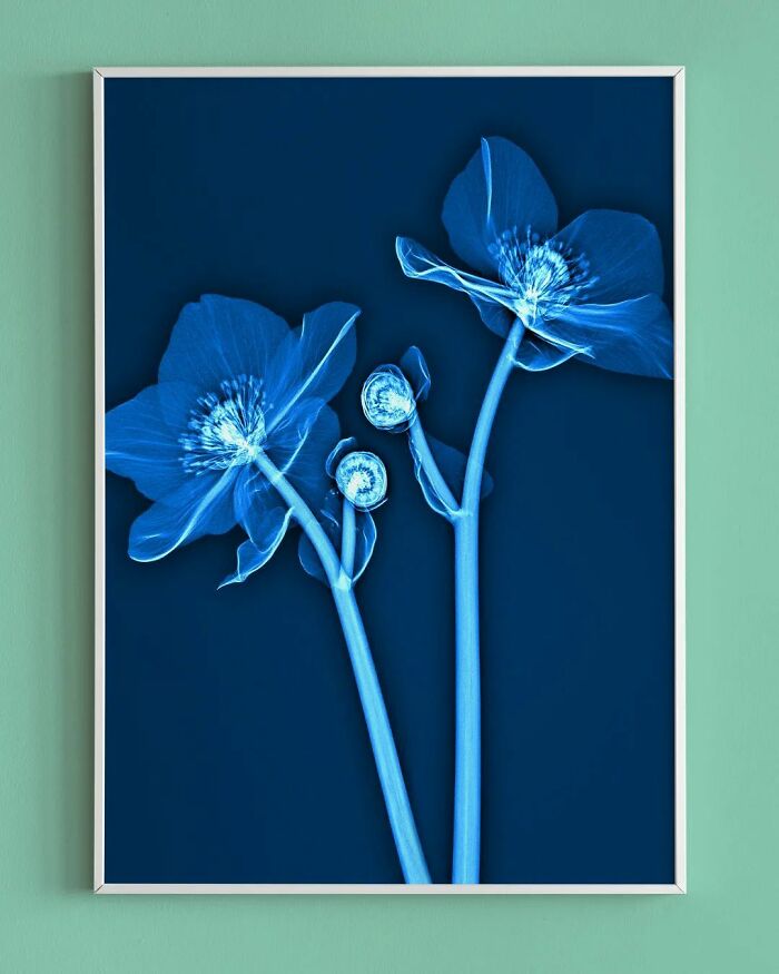 X-ray images of flowers