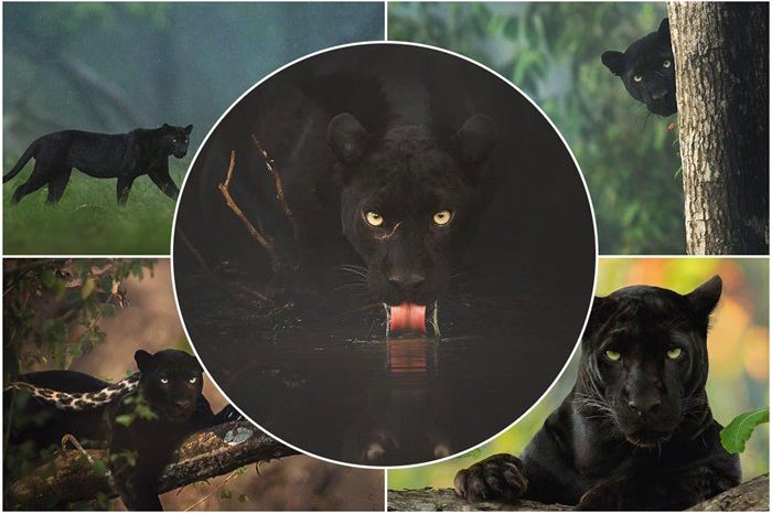 19 spectacular images of black panthers in Indian forests