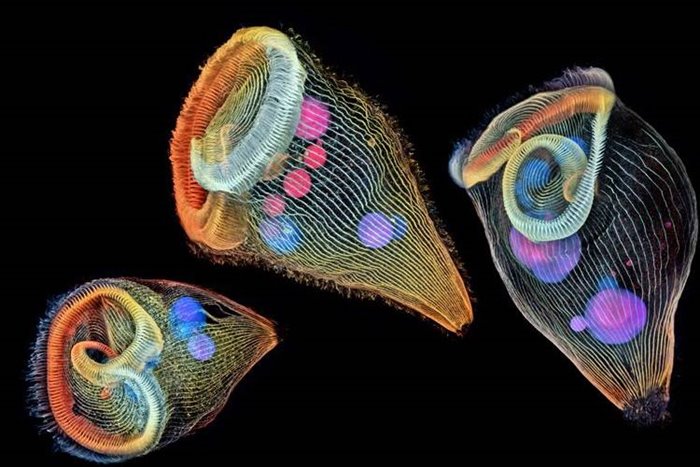 2019 in the picture frame; The best scientific images of the year