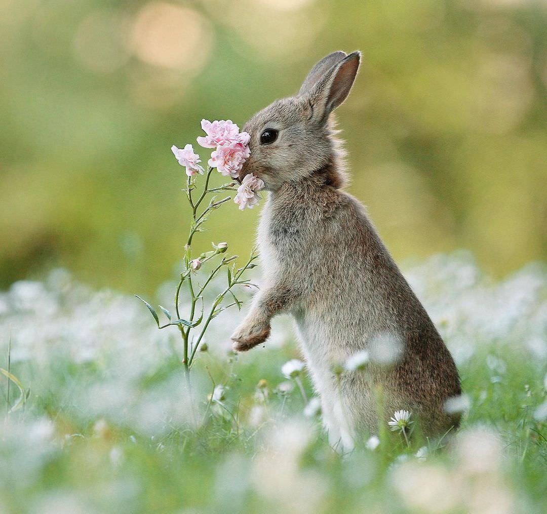 30 cute pictures of small animals