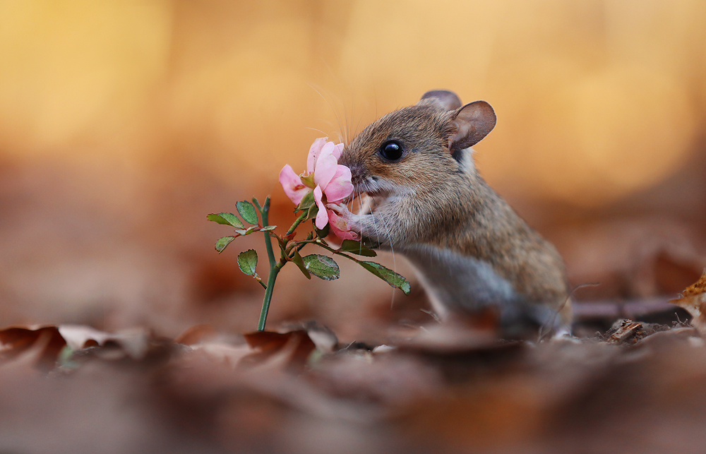 30 cute pictures of small animals