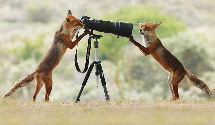 30 funny pictures of the behavior of wildlife animals