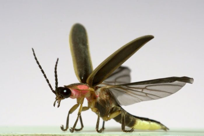 A creative and attractive video of insects flying at a speed of 3200 frames per second
