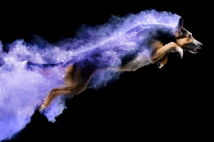 Animal photography: dogs with colored powder