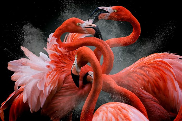 BPOTY Photography Contest Winners; The Most Beautiful Pictures Of The World Of Birds