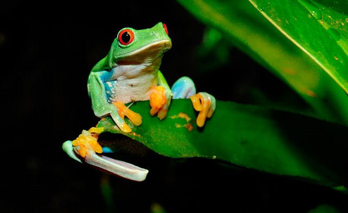 Beautiful photos of amazing colors and designs of nature in the world of frogs