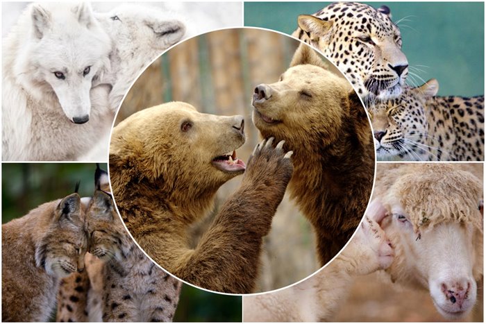 Beautiful pictures of love in the animal kingdom