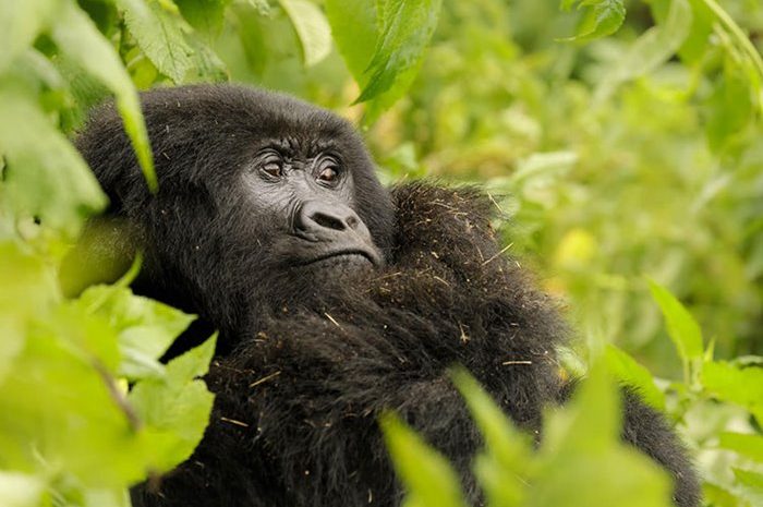 Close-up images of the endangered mountain gorilla