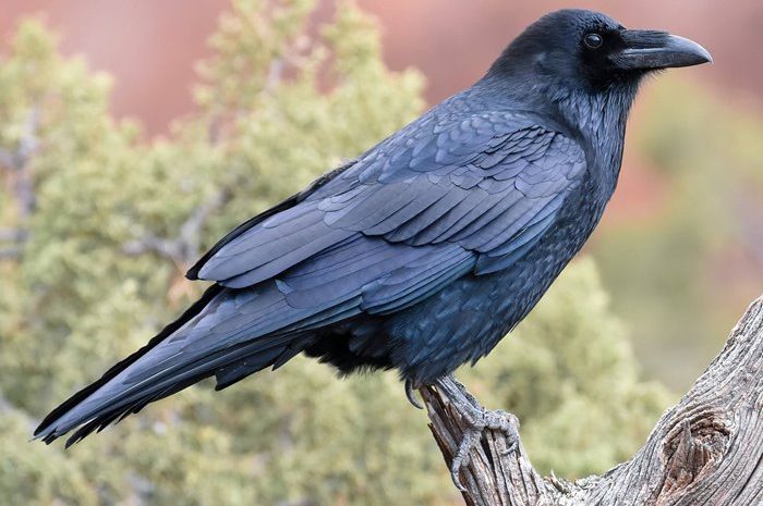 Crows Have Another Skill That Was Once Thought To Be Unique To Humans