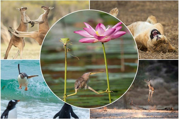 Funny pictures from the wildlife comedy photography contest 2021