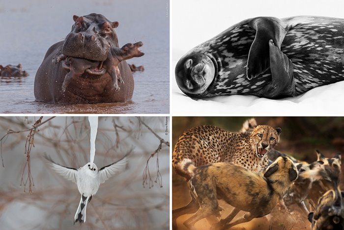 Honorary winners of Wildlife Photographer of the Year; The beauties and ugliness of nature