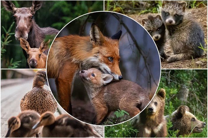 Interesting pictures of the passionate world of baby animals