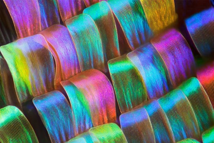 Macro Photography And Stunning Display Of Butterfly Wings