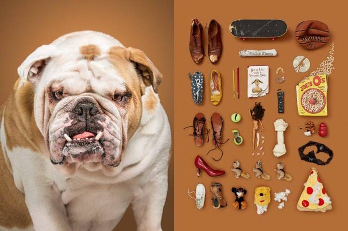 Pictures Of Dogs And Their Property