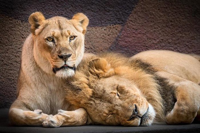 Pleasant images of two lions in love who fell into eternal sleep together