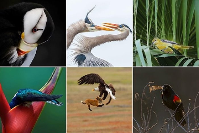 Selected images of the year 2019 by the National Environmental Society of Audubon