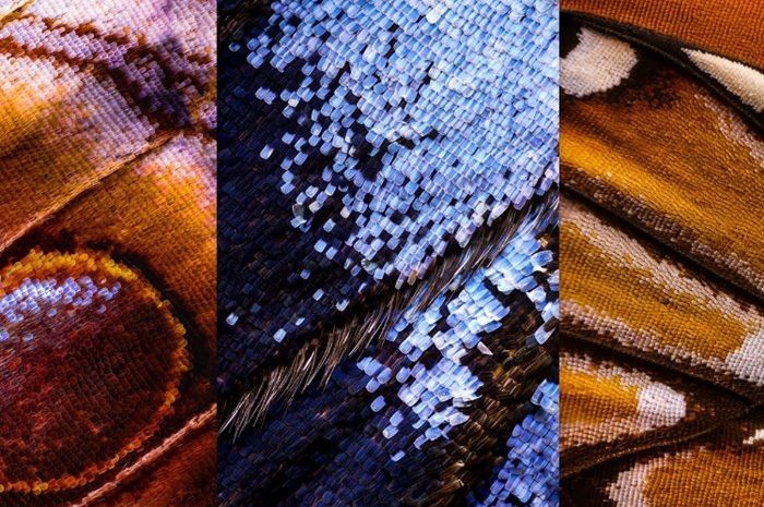 Spectacular images of butterfly wings in the style of macro photography