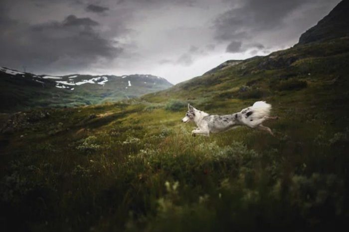 Spectacular Images Of Dogs In Breathtaking Landscapes