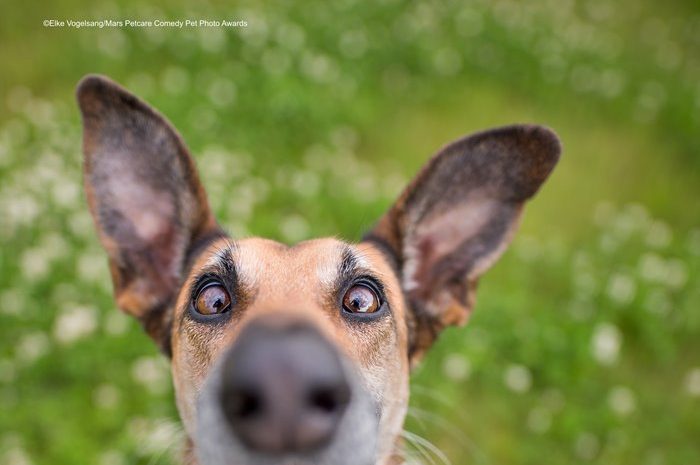 Spectacular images of the second round of the humorous pet photo competition