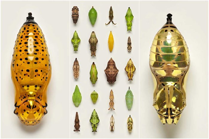 Spectacular macro images of various designs of butterfly pupae