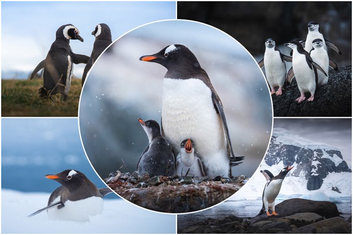 Spectacular pictures of lovely Antarctic penguins