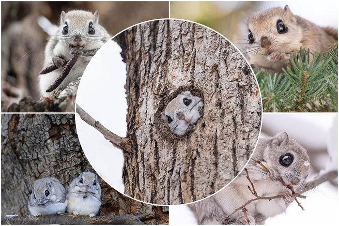 Spectacular pictures of the Japanese pygmy flying squirrel