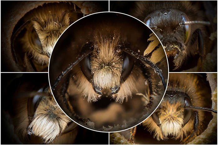 Josh Forwood Has Created A Fascinating Series Of Close-Up Portraits Of Bees. In This Series, He Shows That, Contrary To Popular Belief, The Faces Of All Bees Are Not The Same.