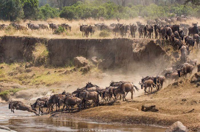 Tanzania's amazing animal migration