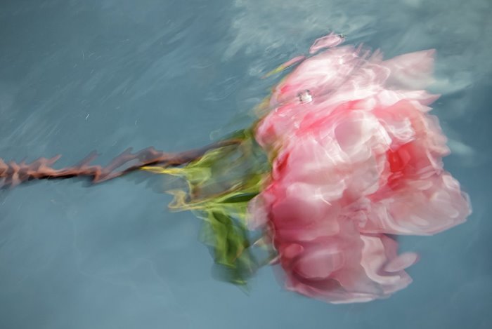 The border between photo and painting; Beautiful pictures of flowers under water